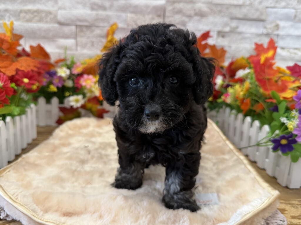 Poodle Mini - 6278 - Image 1