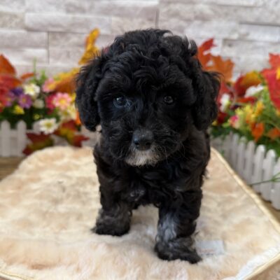 Stella Poodle Mini