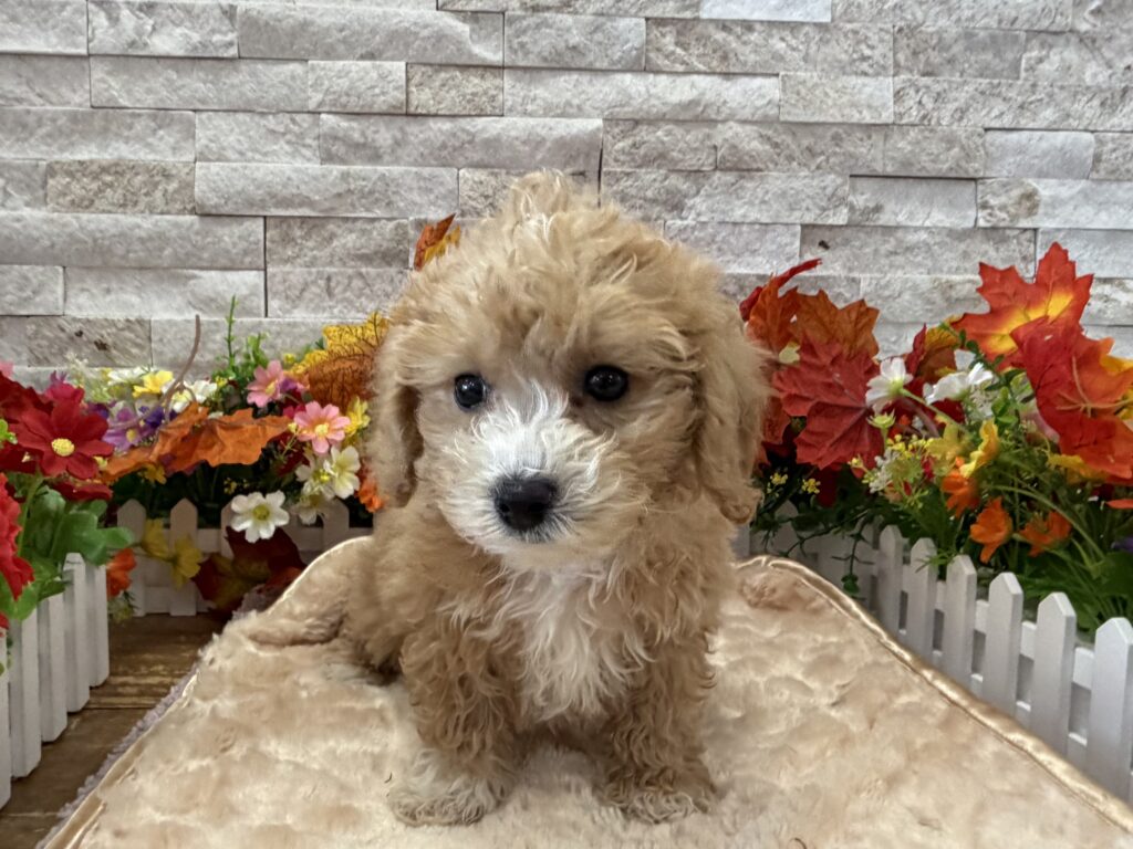 Bichapoo - 0974 - Image 1