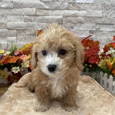 Misty  Bichapoo