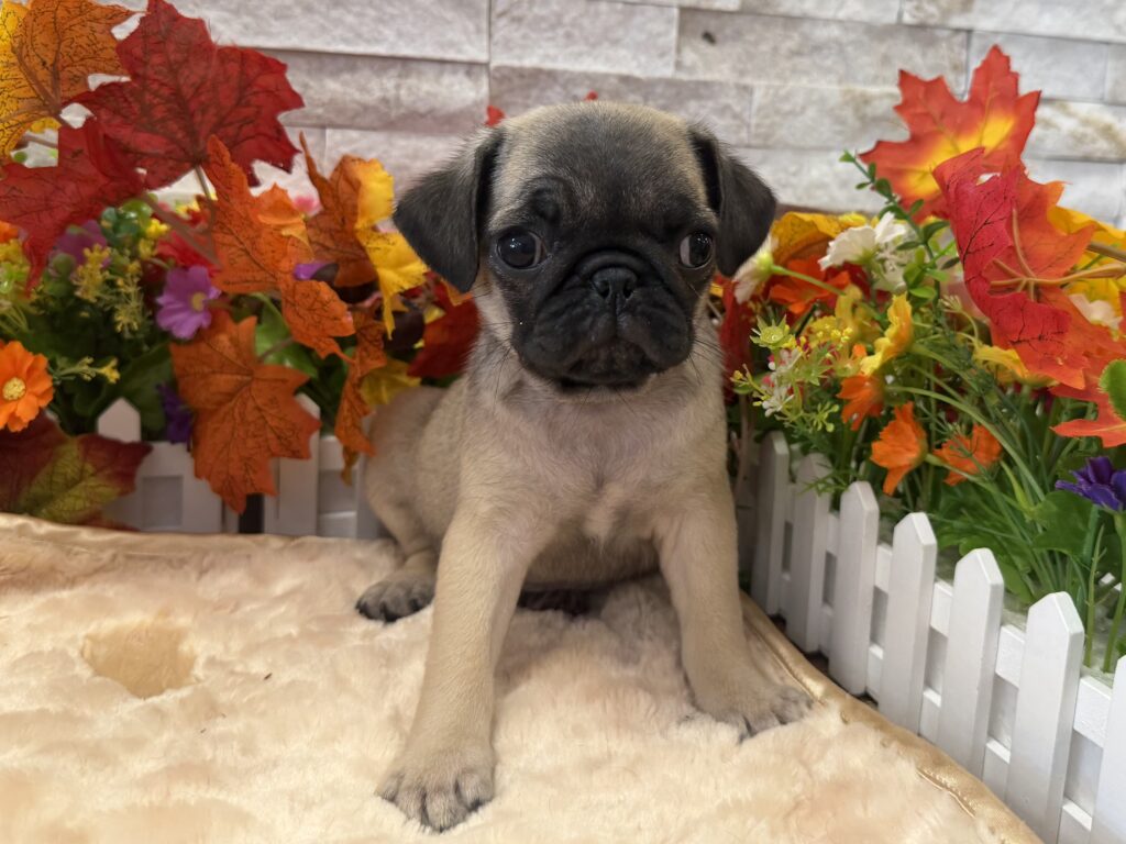 Pug - 9270 - Image 1