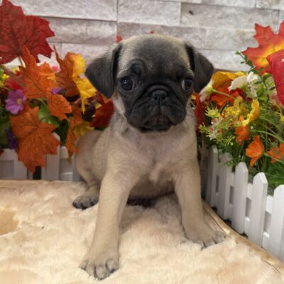 Felix  Pug