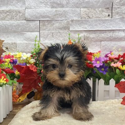 Butters Yorkshire Terrier