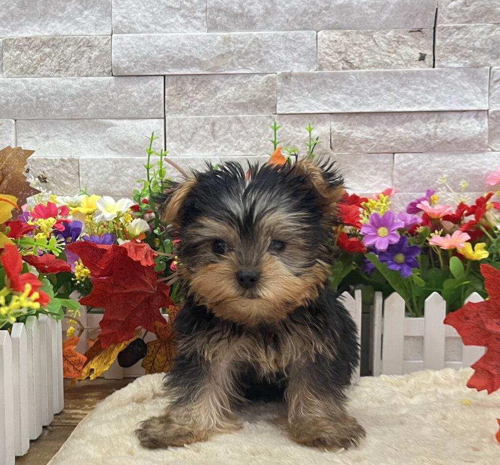 Yorkshire Terrier - 3795 - Image 2