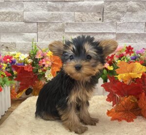 Furrylicious® Yorkshire Terrier puppy available