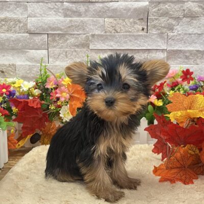 Hazel Yorkshire Terrier