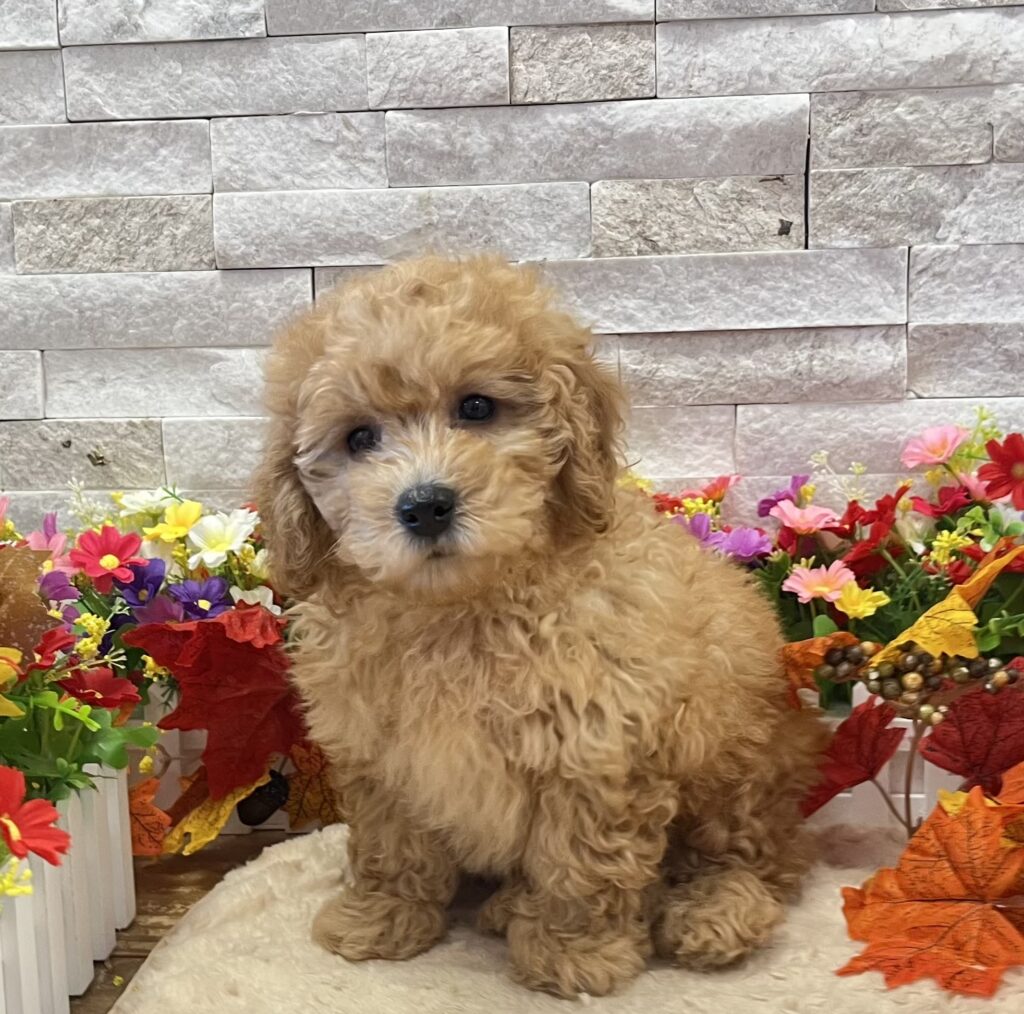 Poodle Toy/Goldendoodle 2nd Gen - 4820 - Image 1