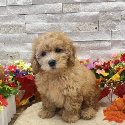 Jett Poodle Toy/Goldendoodle 2nd Gen