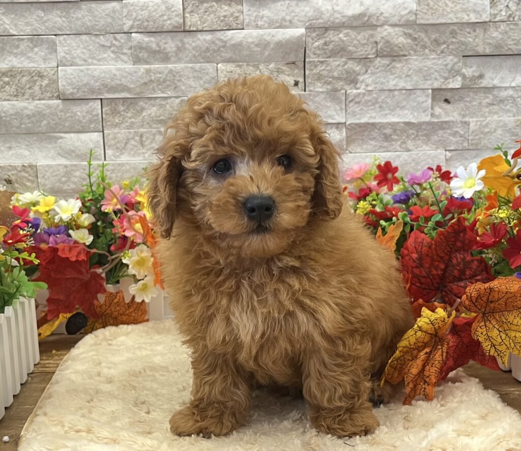 Poodle Toy/Goldendoodle 2nd Gen - 4818 - Image 1