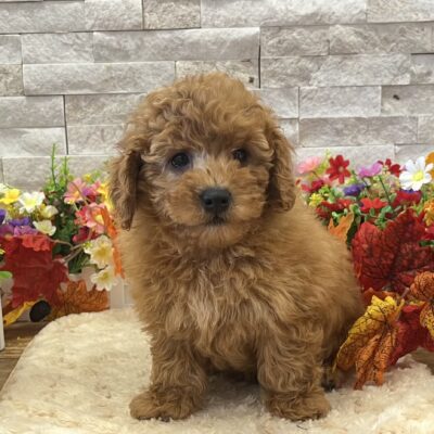 Jaxs Poodle Toy/Goldendoodle 2nd Gen