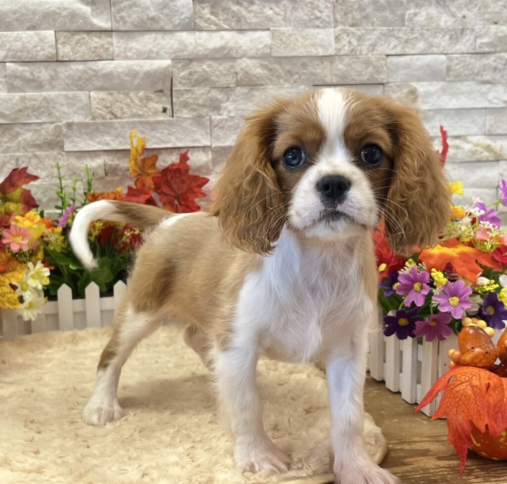 Cavalier King Charles Spaniel - 9603 - Image 2