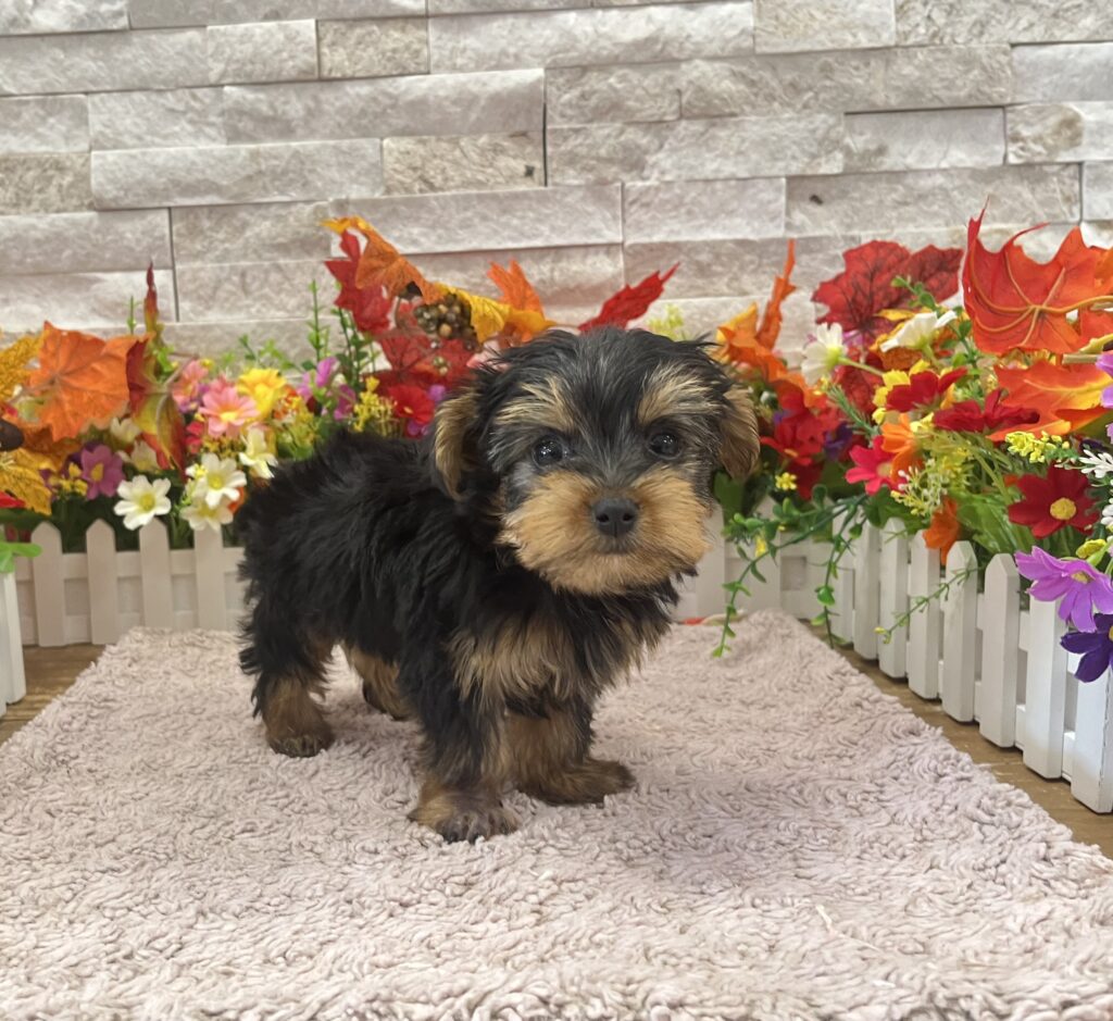 Yorkshire Terrier - 6276 - Image 1