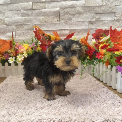 Peach Yorkshire Terrier
