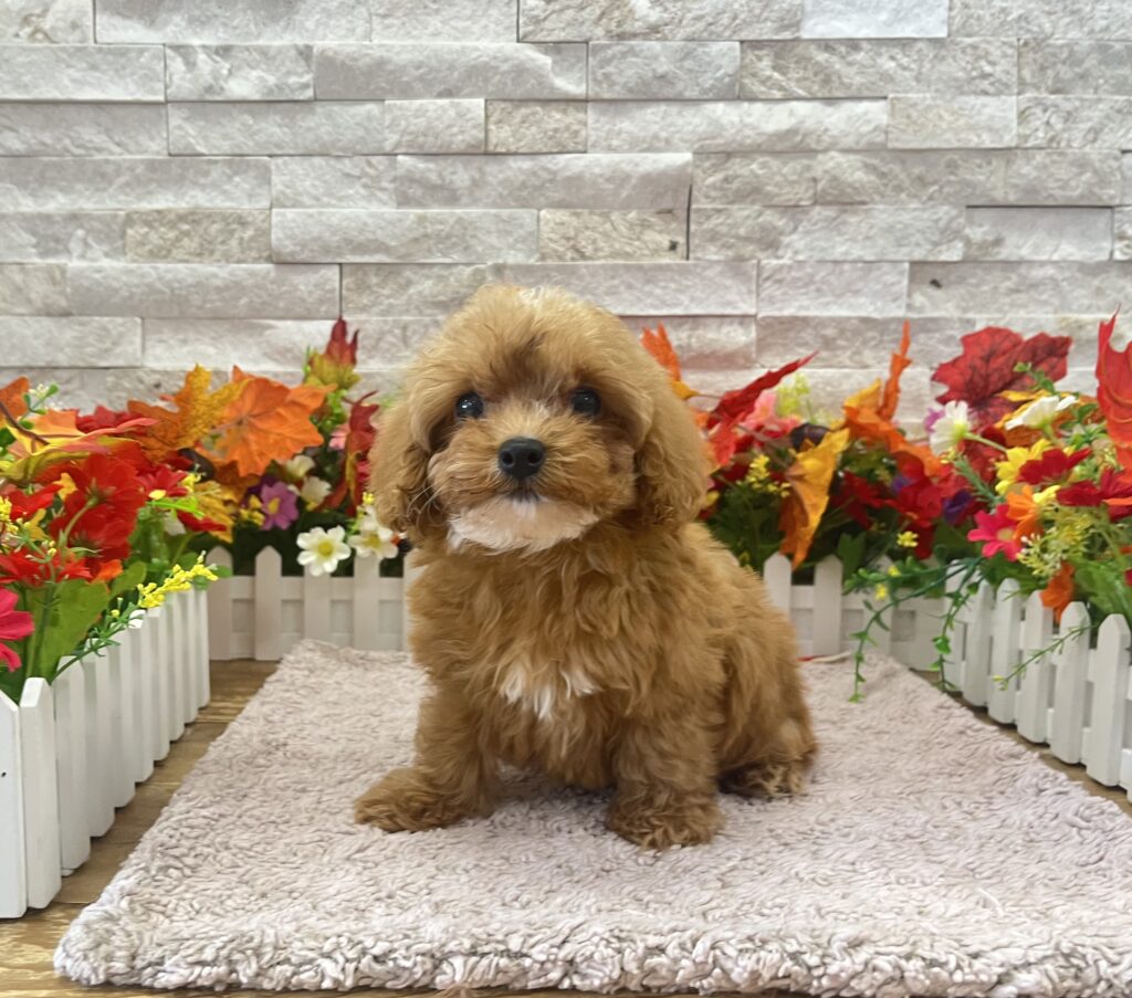 Cavapoo - 1002 - Image 1