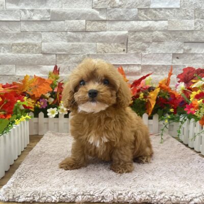 Sophie  Cavapoo