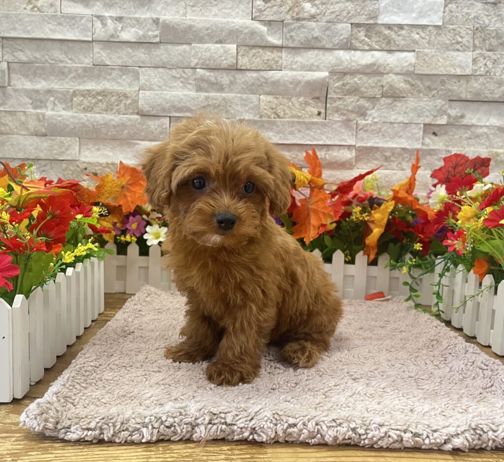 Cavapoo - 1005 - Image 1