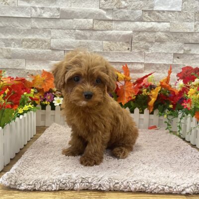 Callie Cavapoo