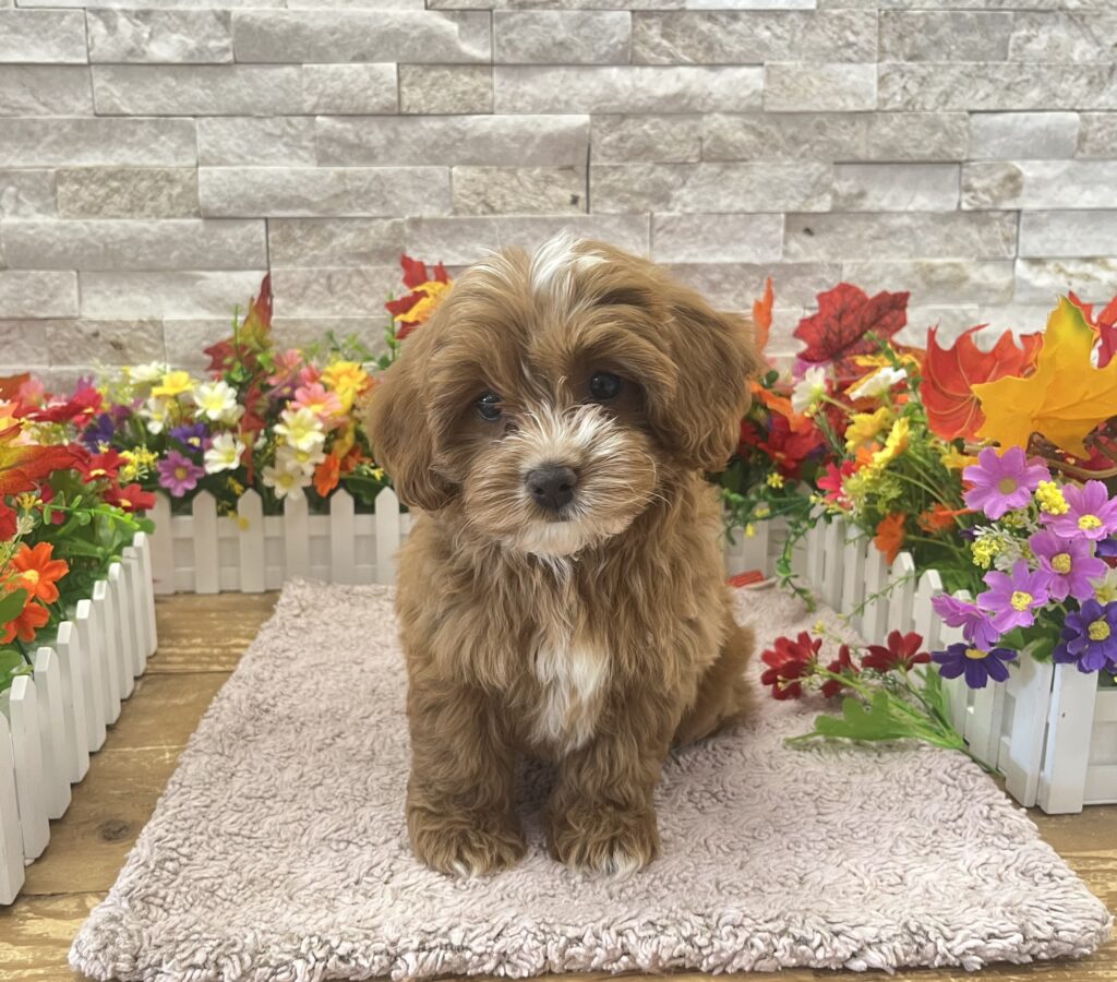 Cavapoo -1001 - Image 1