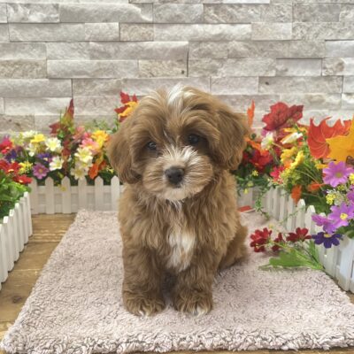 Lizzie Cavapoo