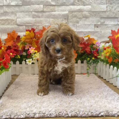 Brooklyn Cavapoo