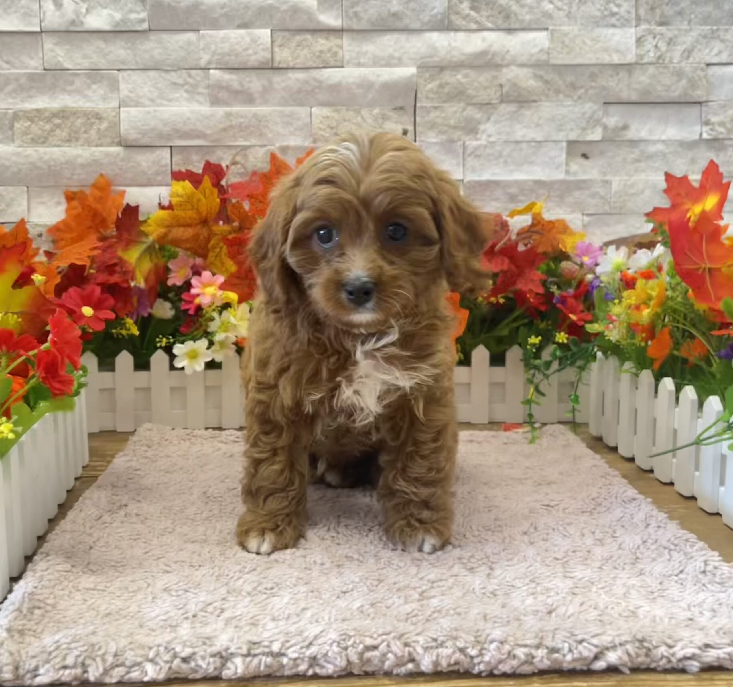 Cavapoo in Long Island, NY