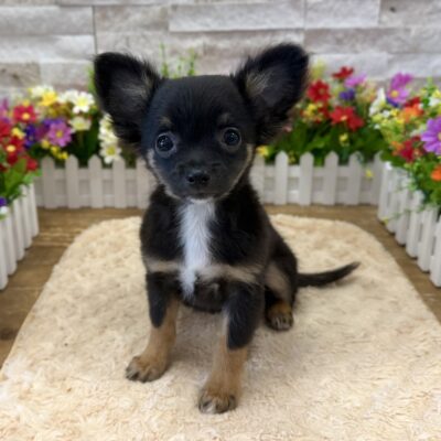 Bentley Chihuahua