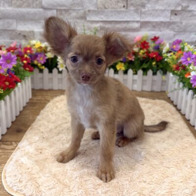 Buffy  Chihuahua