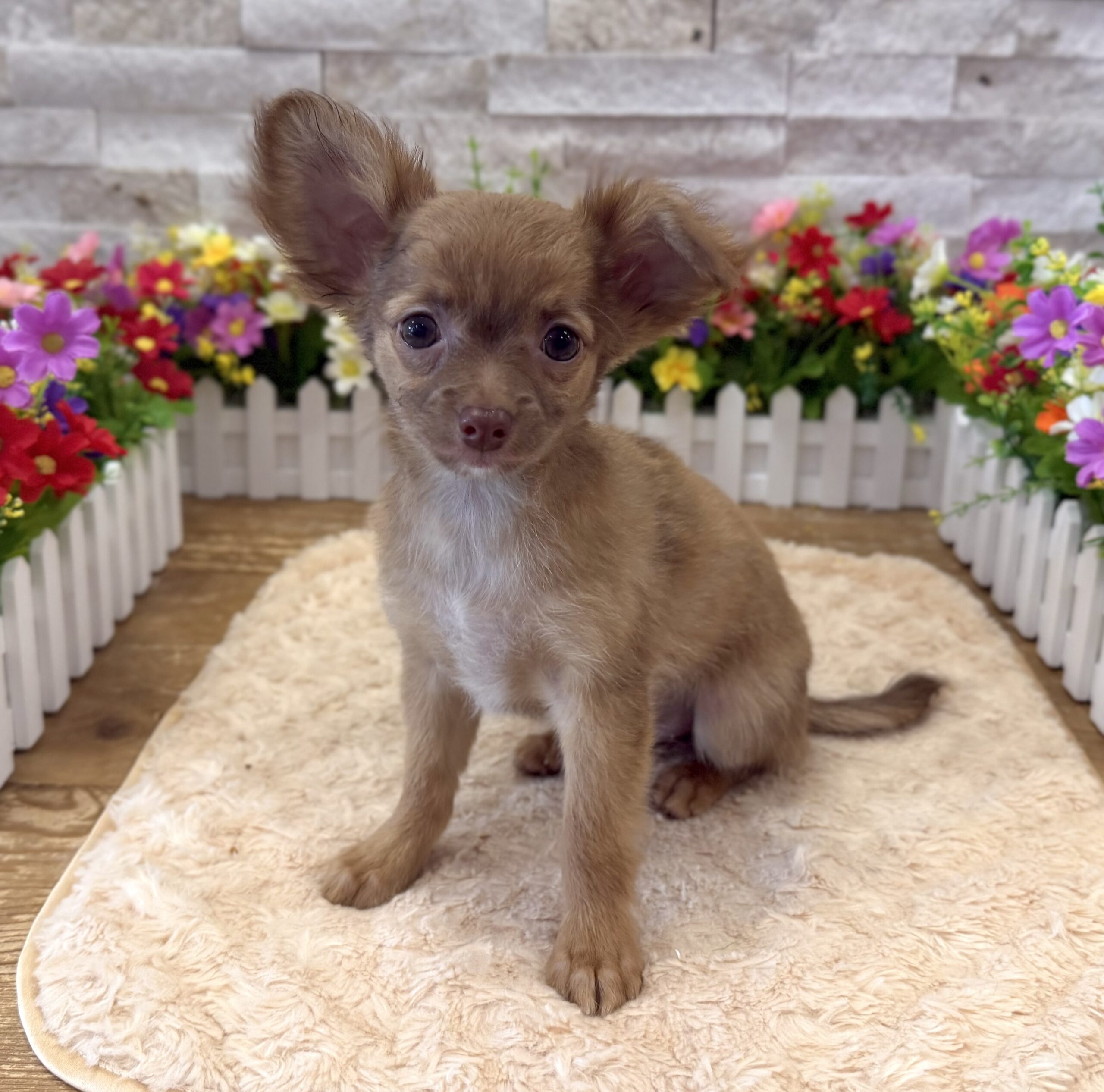 Chihuahua in Flemington, NJ