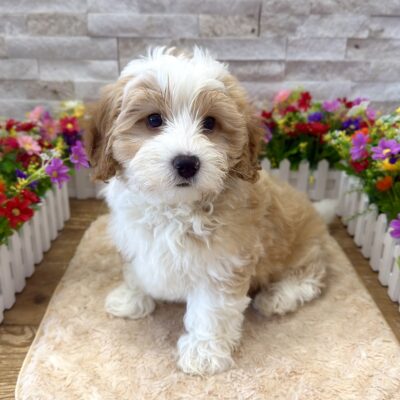 Astro Poodle/Bernedoodle Mini