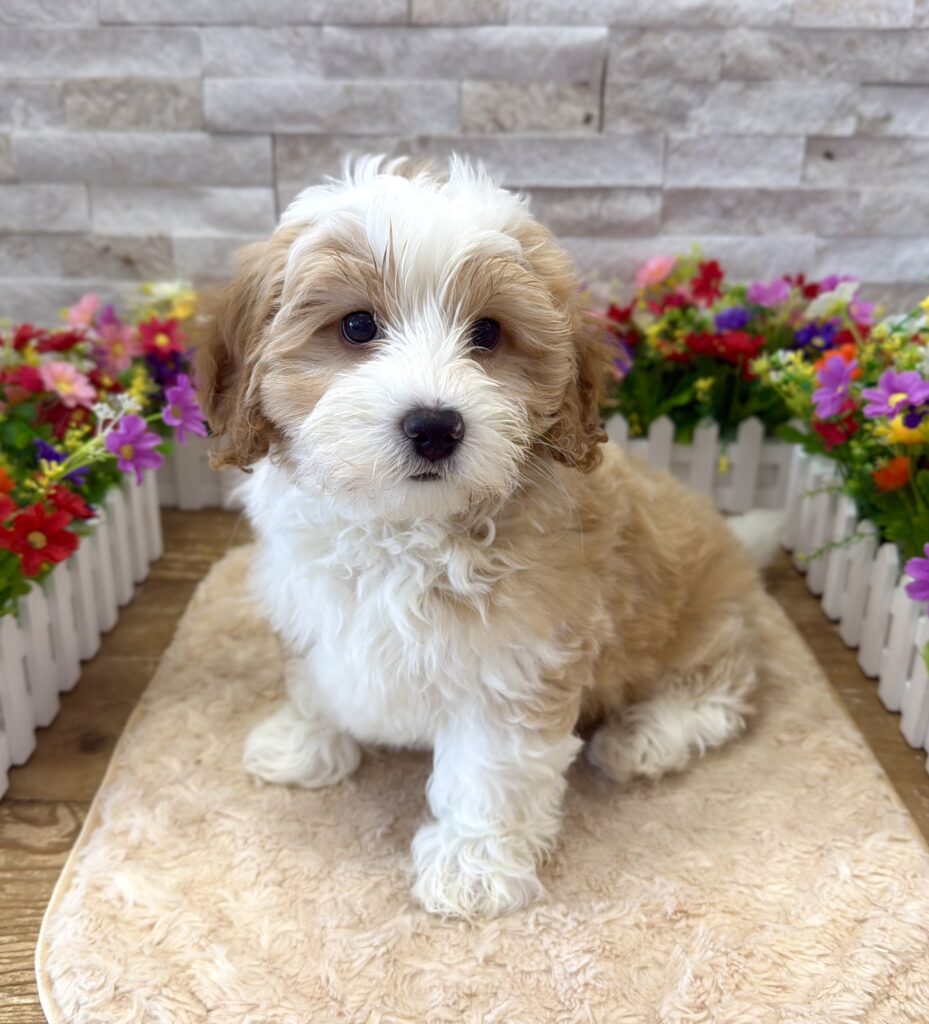Poodle/Bernedoodle Mini - 3061 - Image 1