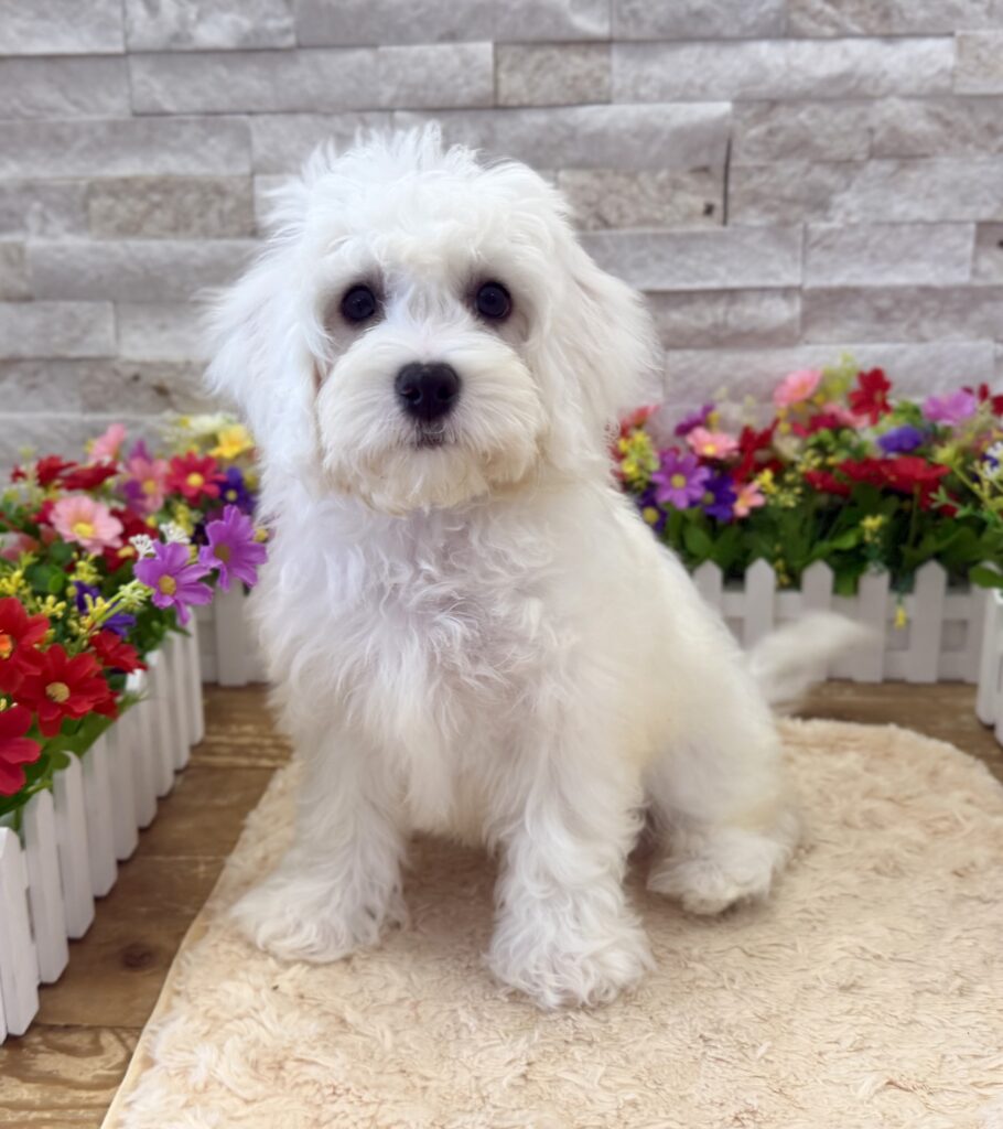 Bichon Frise - 3119 - Image 3
