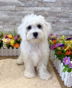 Furrylicious® Bichon Frise puppy available
