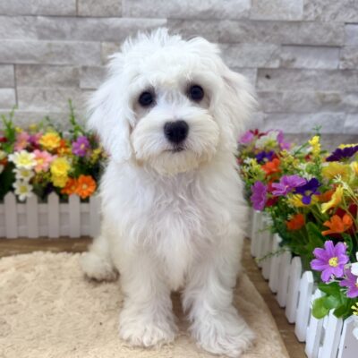 Charlotte Bichon Frise