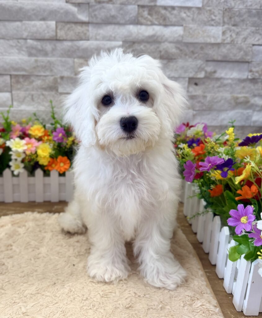 Bichon Frise - 3119 - Image 1