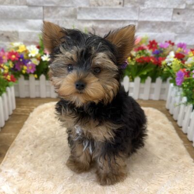 Ben Yorkshire Terrier