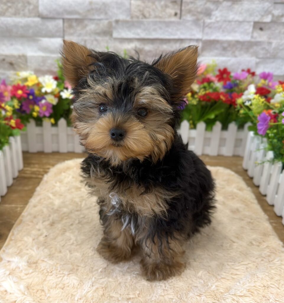 Yorkshire Terrier - 3989 - Image 1