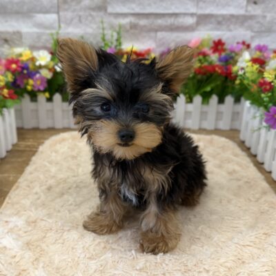 Bones  Yorkshire Terrier