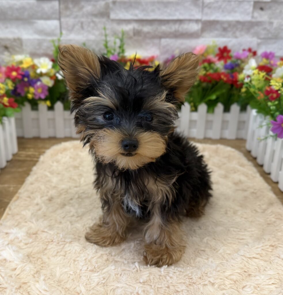 Yorkshire Terrier - 3568 - Image 1