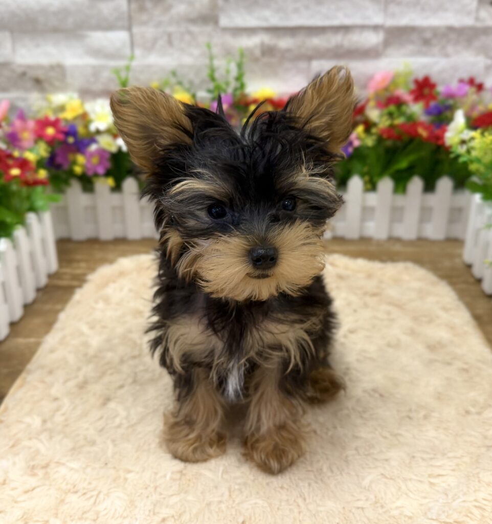 Yorkshire Terrier - 3568 - Image 3