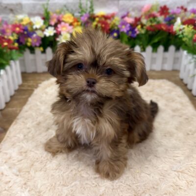 Bubbles Yorkie/Shih Tzu
