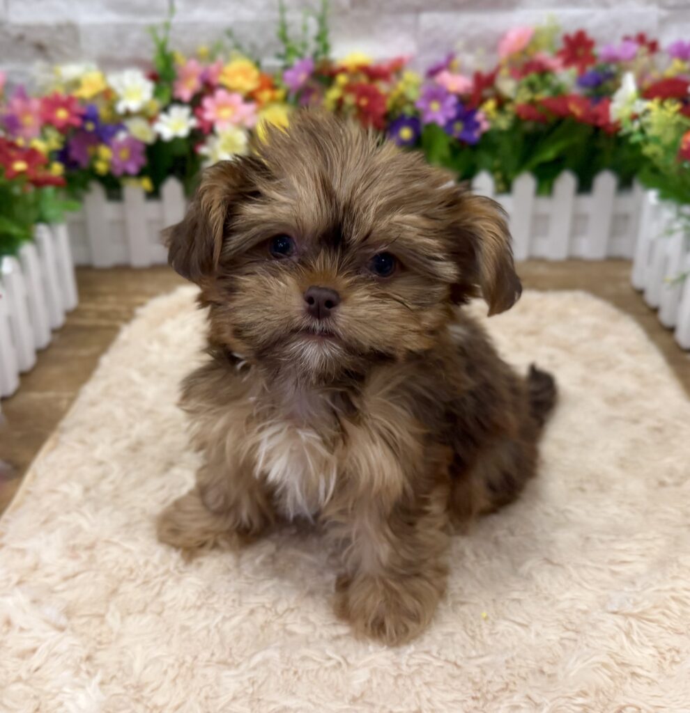 Yorkie/Shih Tzu 3963 - Image 1