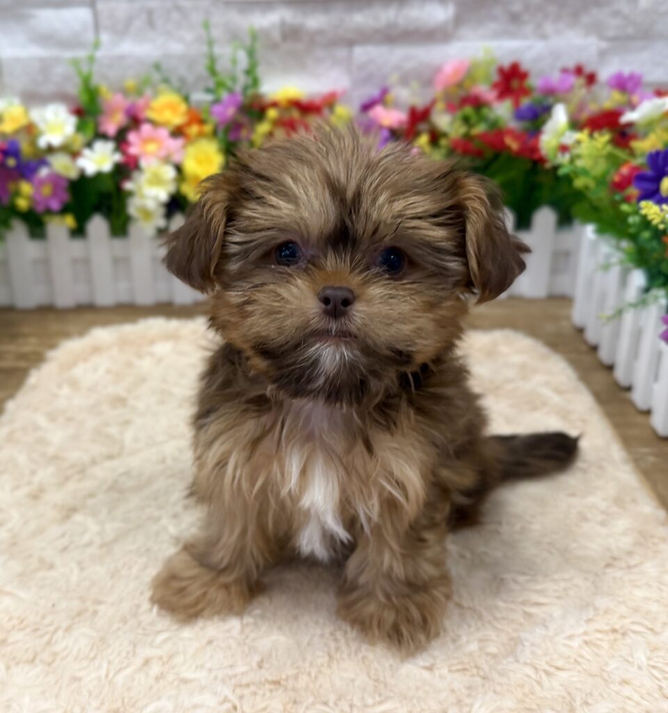 Yorkie/Shih Tzu 3963 - Image 3
