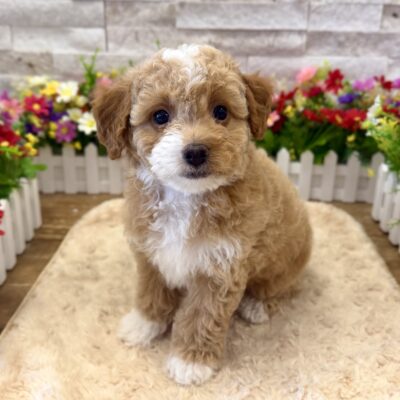 Huck Poodle