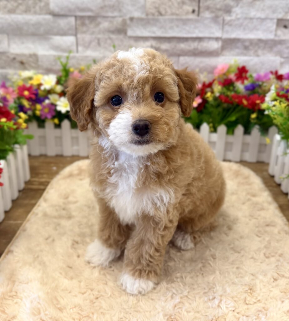 Poodle - 9367 - Image 1