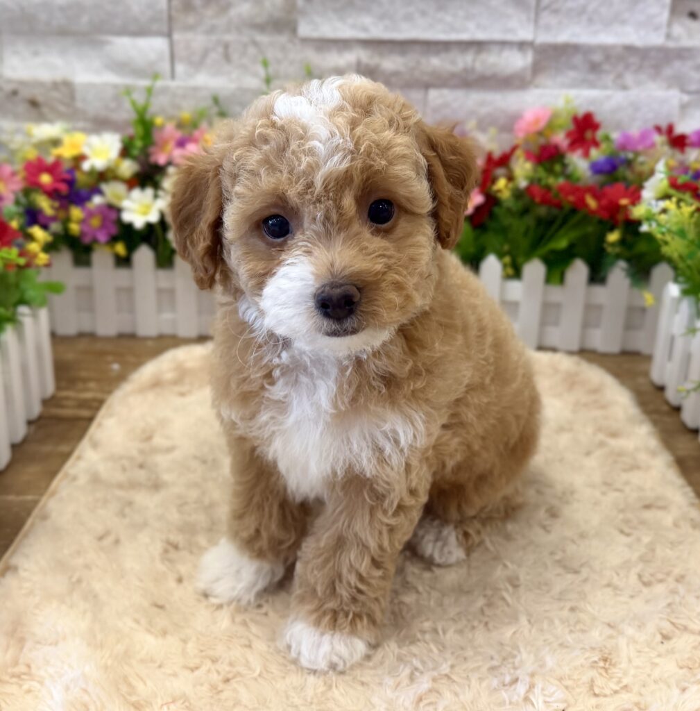 Poodle - 9367 - Image 3