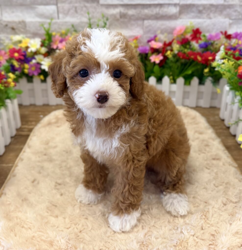 Poodle - 9365 - Image 3