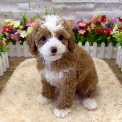 Piper Poodle