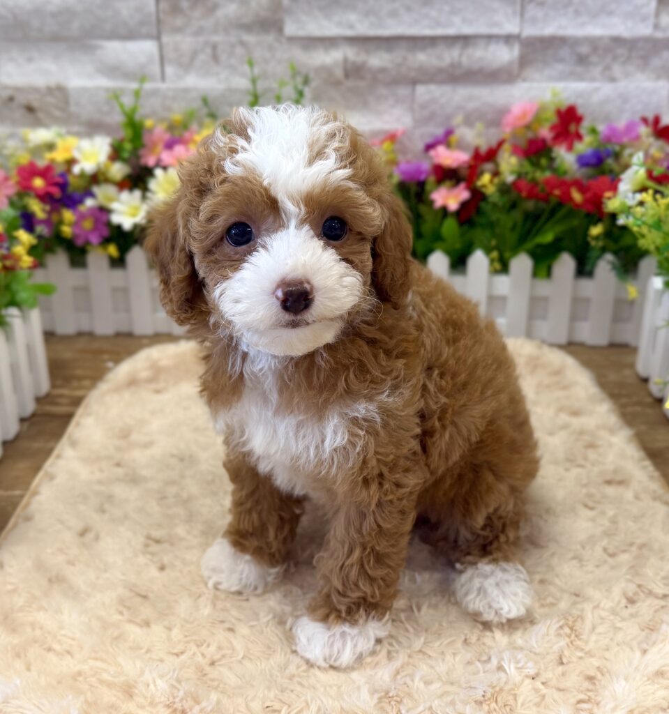 Poodle - 9365 - Image 1