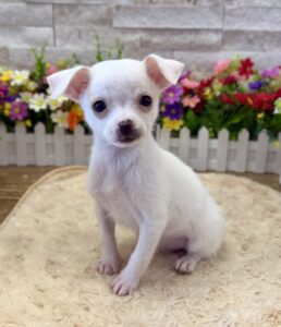 Furrylicious® Chihuahua puppy available