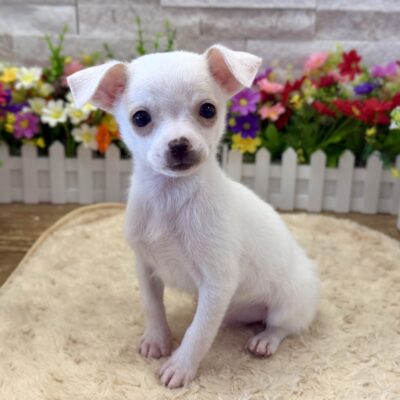 Bruno Chihuahua